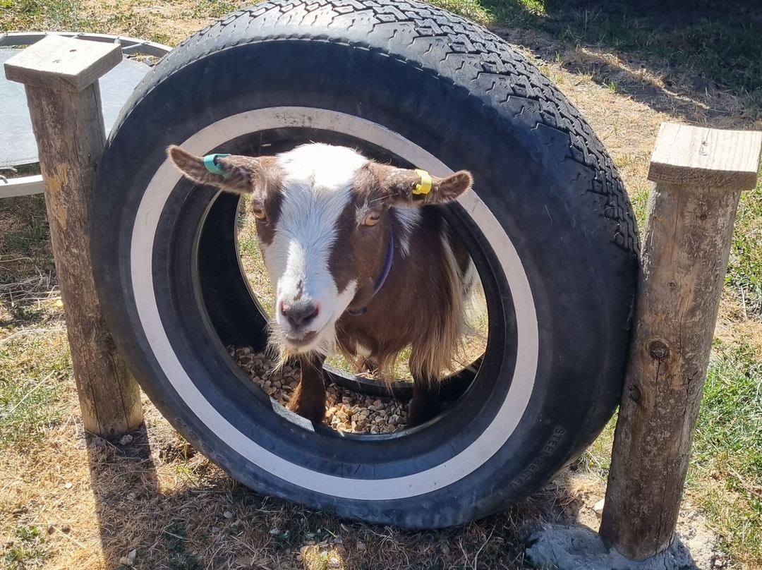 Little Goats At Brockenhurst-Brockenhurst必去景点