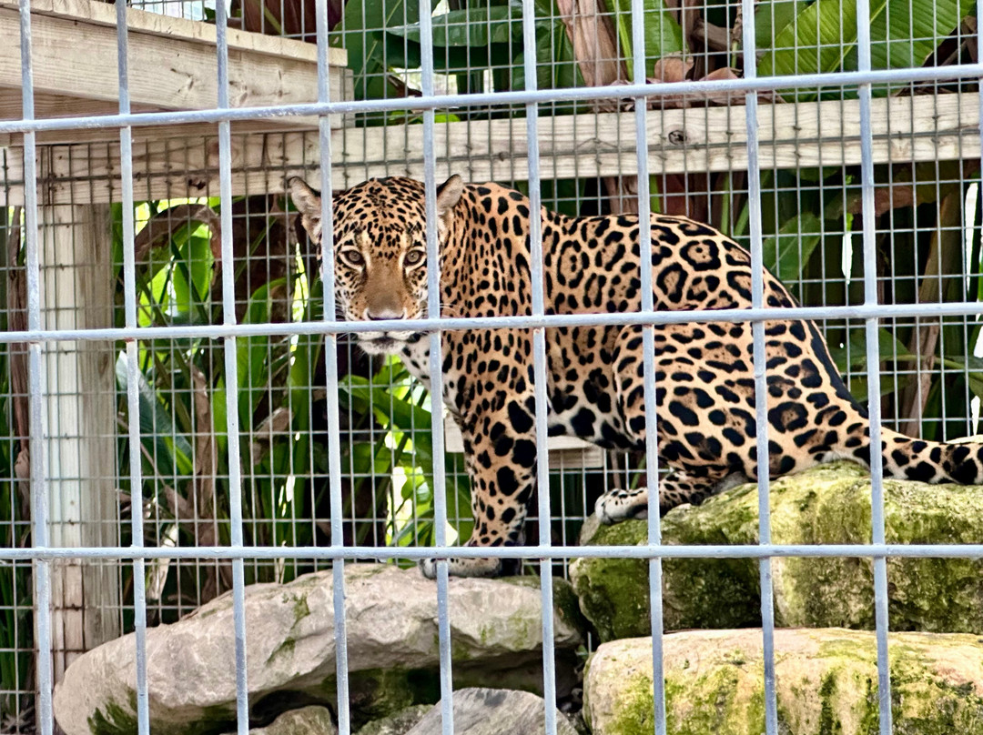 McCarthy's Wildlife Sanctuary-西棕榈滩必去景点
