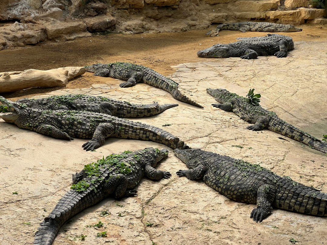 La Ferme Aux Crocodiles-Pierrelatte必去景点