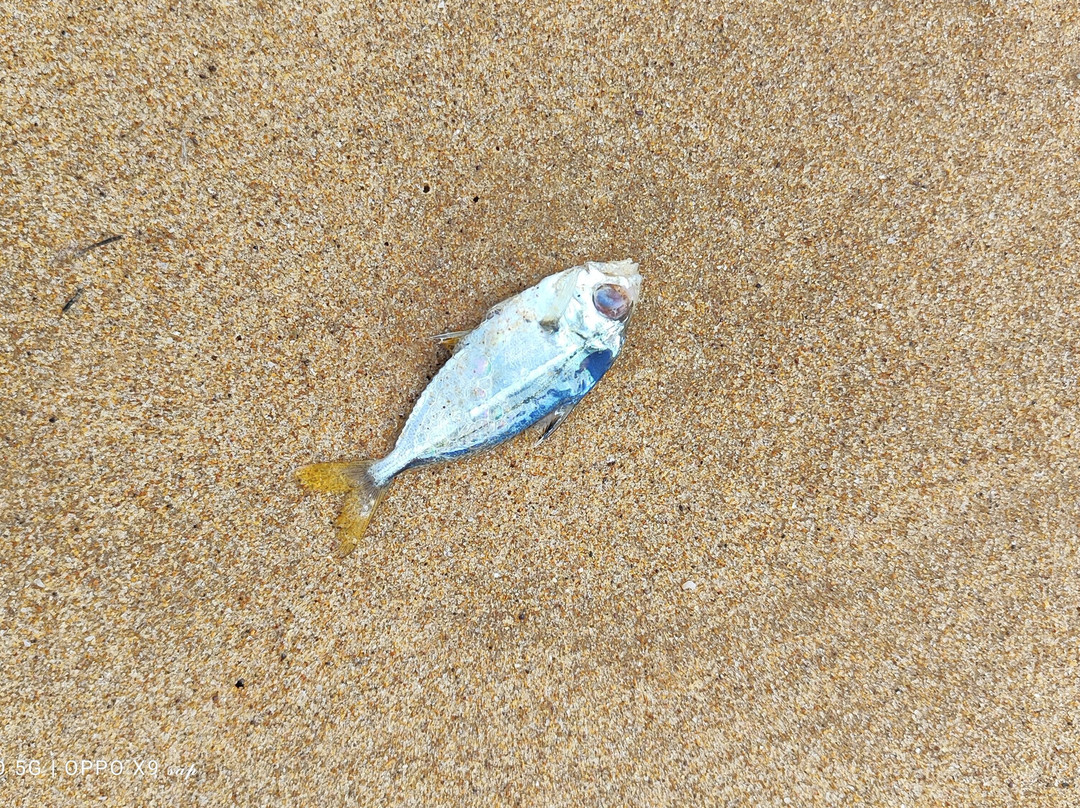 Candolim Beach-巴德士必去景点