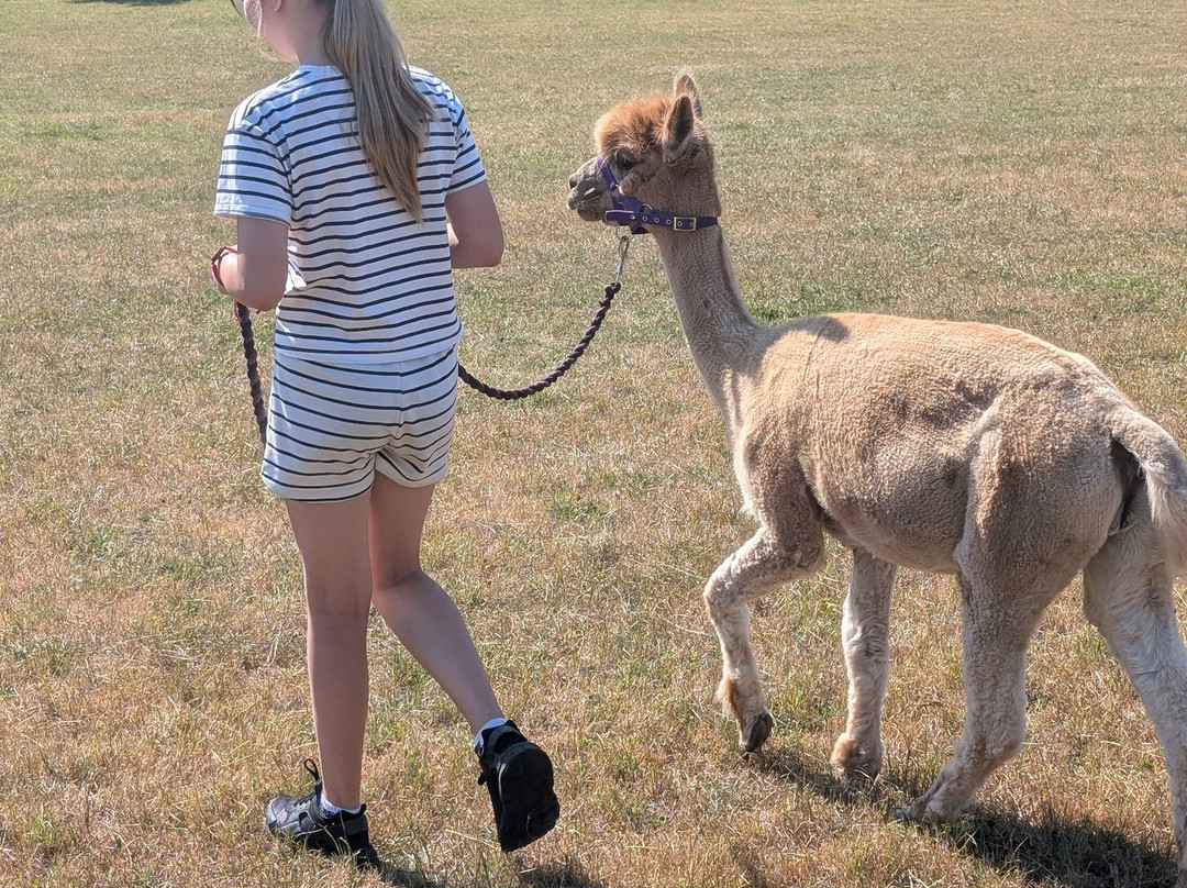 Bell Farm Alpacas-Pensford必去景点