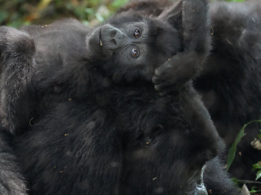 Gorilla Safaris Uganda-坎帕拉必去景点