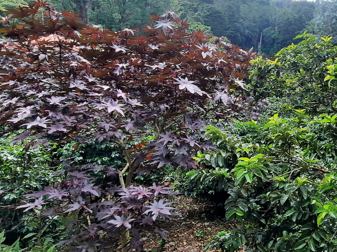 Cafetales Don Alfredo - La Milagrosa Coffee Tour-波魁特必去景点