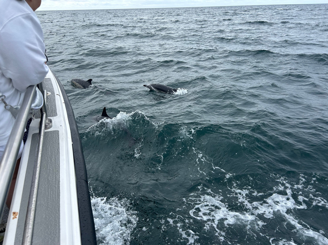 Atlantic Whale and Wildlife Tours-Courtmacsherry必去景点