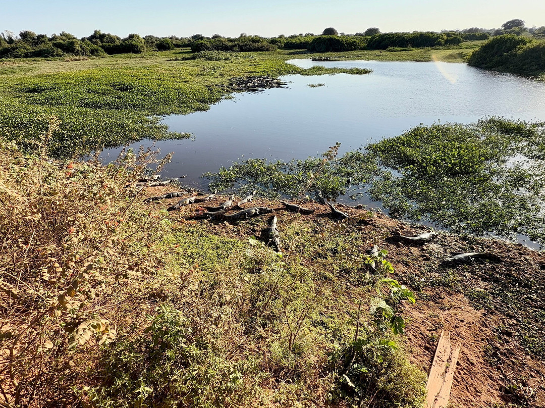 Parque Nacional do Pantanal Matogrossense-波科内必去景点