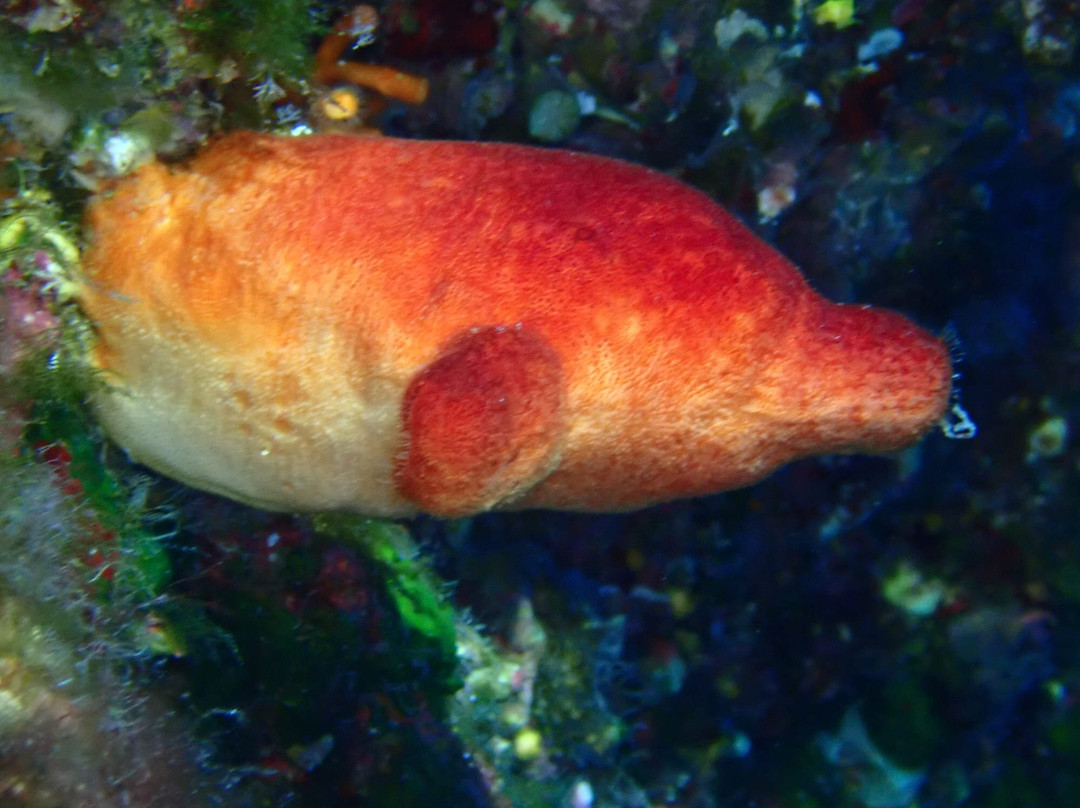 Lustrica diving-Ustica必去景点