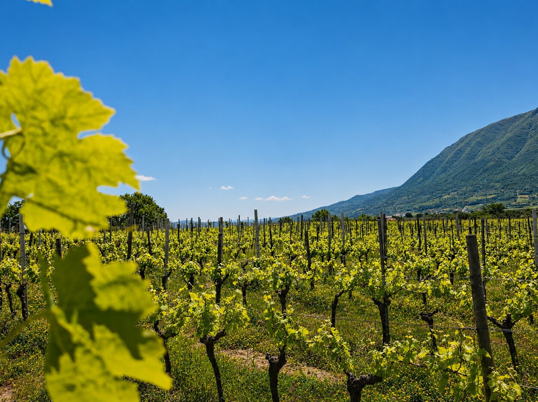 Tenuta San Girolamo-Guardia Sanframondi必去景点