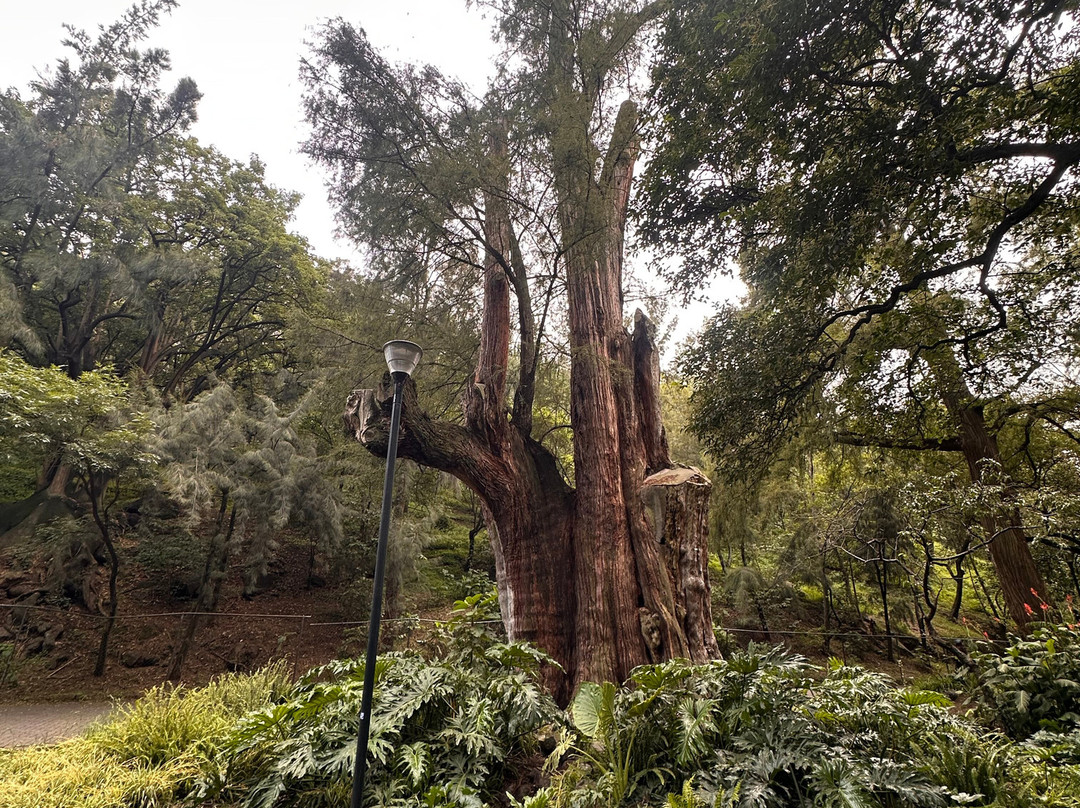 Chapultepec Forest-墨西哥城必去景点