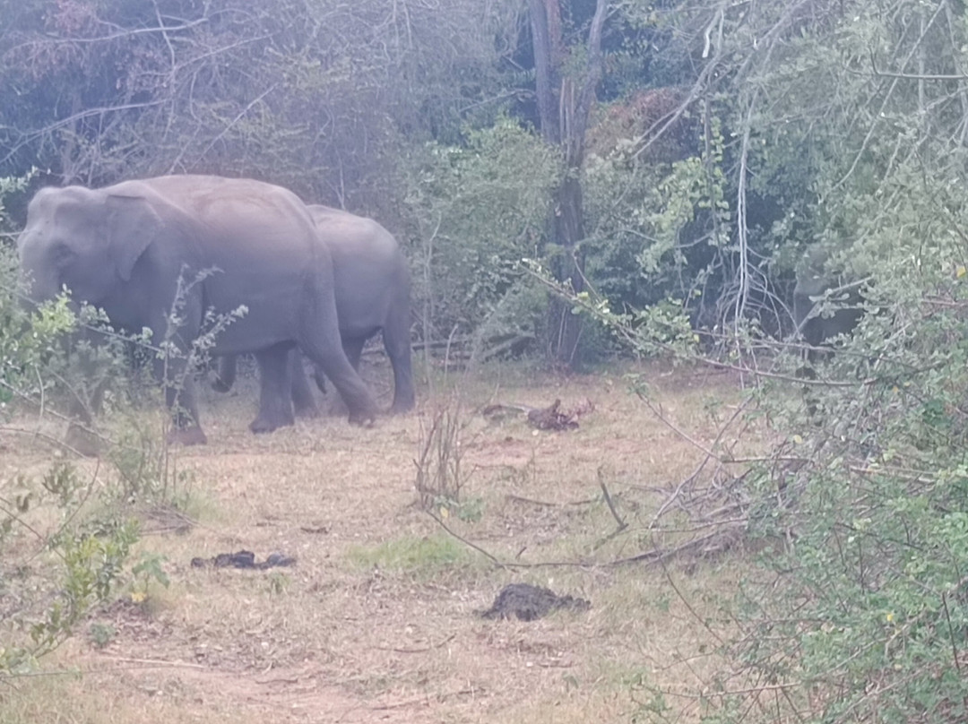 Private Tour Drivers Srilanka-卡图纳耶克必去景点