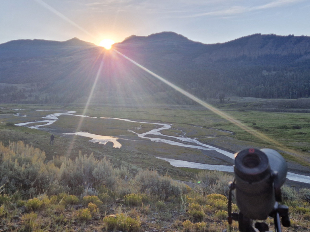 Yellowstone Wolf Tracker-加德纳必去景点