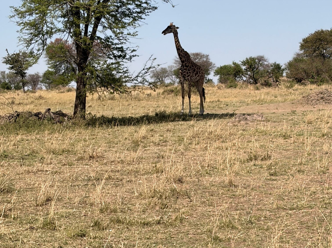 Wild Wings Safaris-克鲁格国家公园必去景点