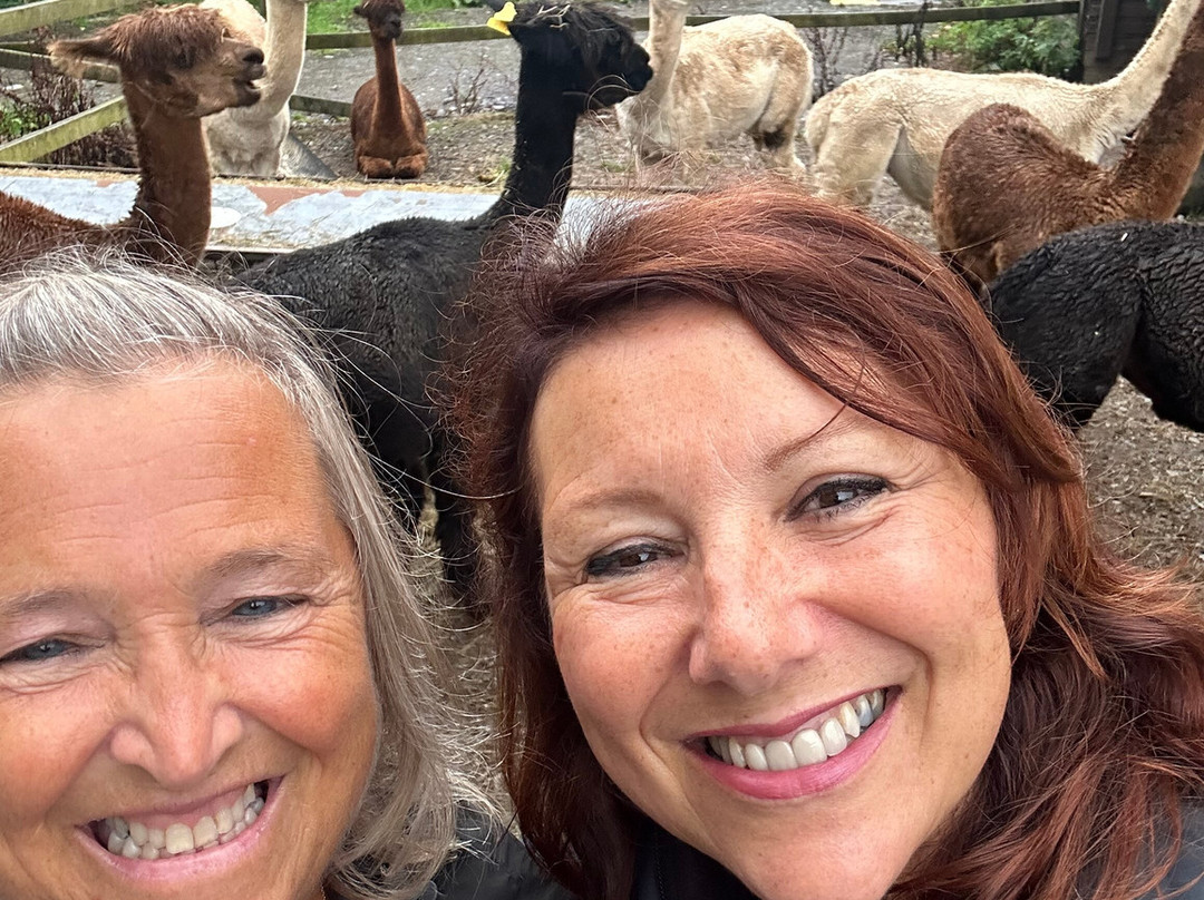 Snowdonia Alpacas-Gellilydan必去景点