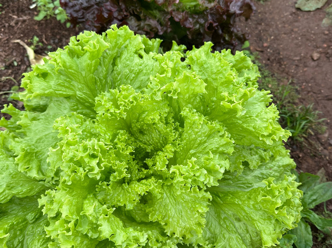 Agroecologia Ferrari-Arroio do Meio必去景点