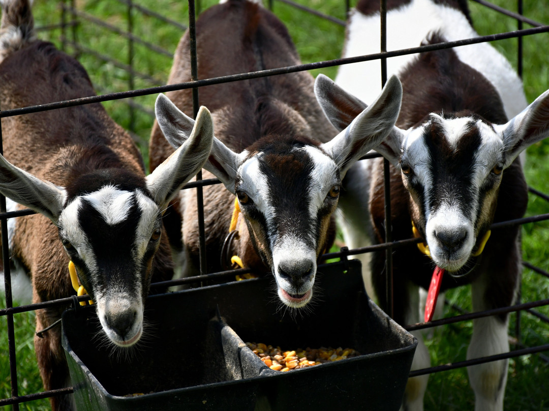 Poplar Goat Farm Tours-Scandia必去景点