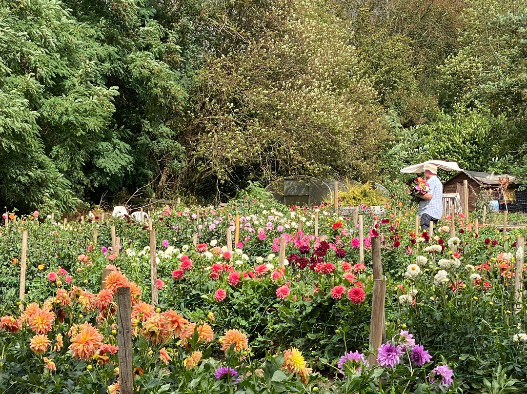 GIlberts Dahlia's