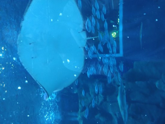 AquaRio-里约热内卢必去景点