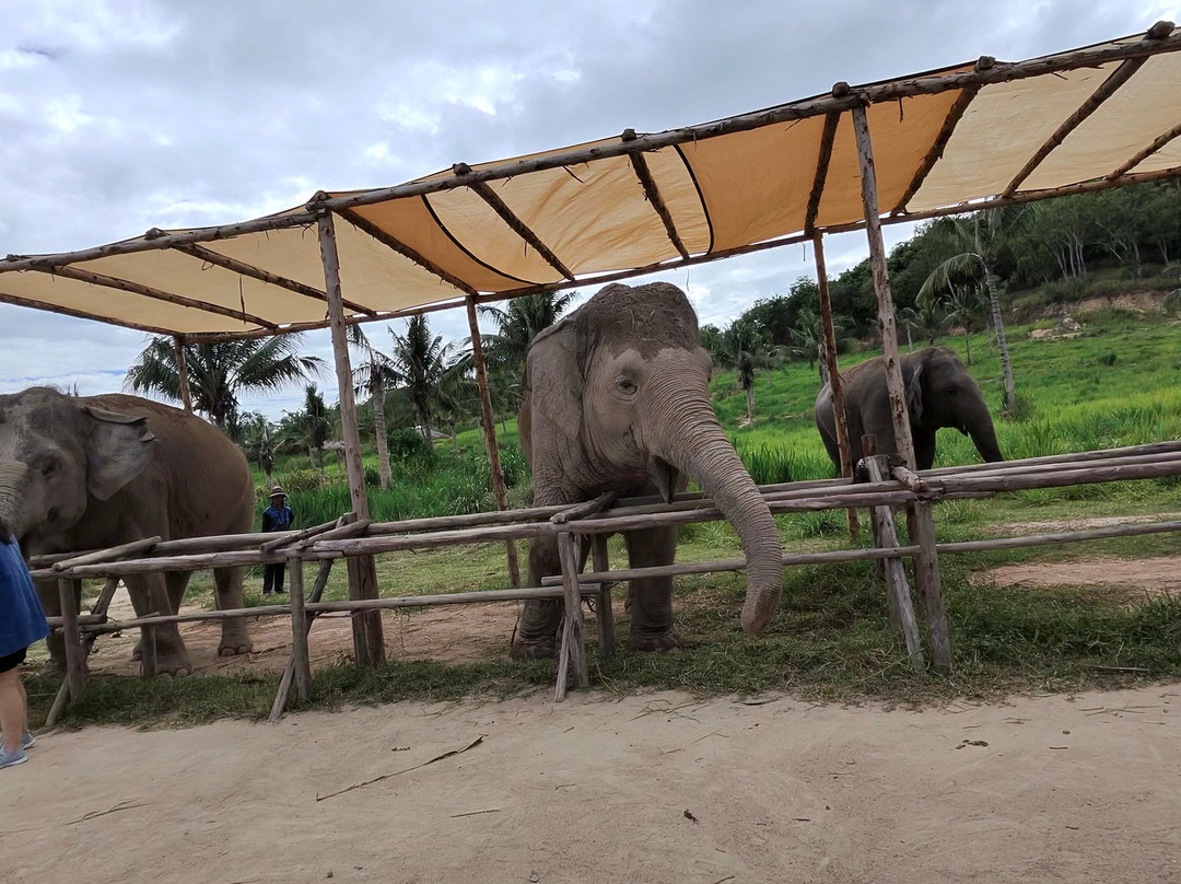 Pattaya Elephant Sanctuary-Bang Sare必去景点
