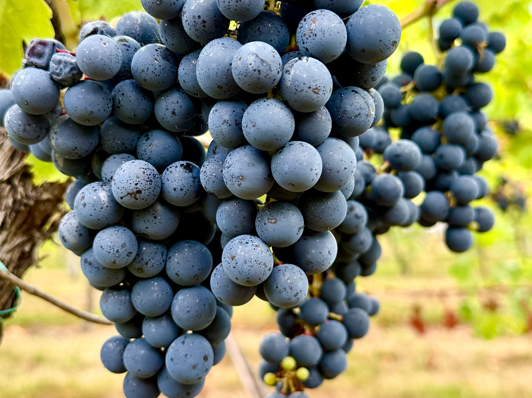 New Lodge Vineyard-Earls Barton必去景点