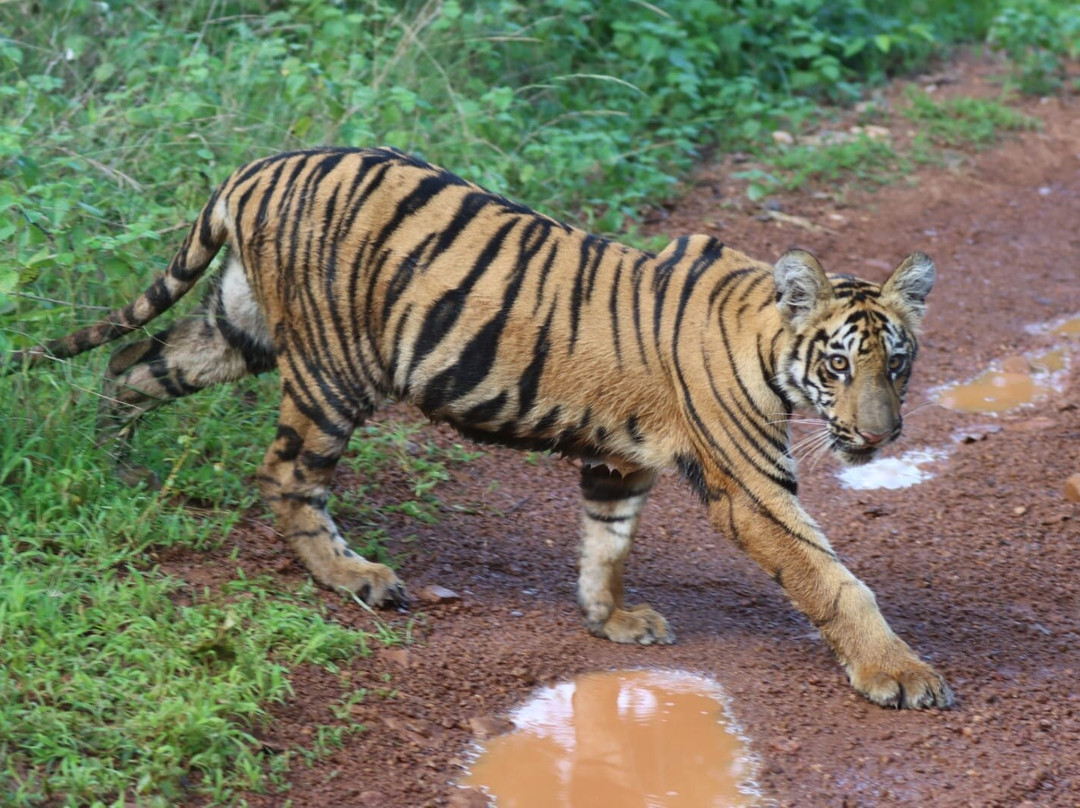 Tadoba Andhari National Park-Chandrapur District必去景点