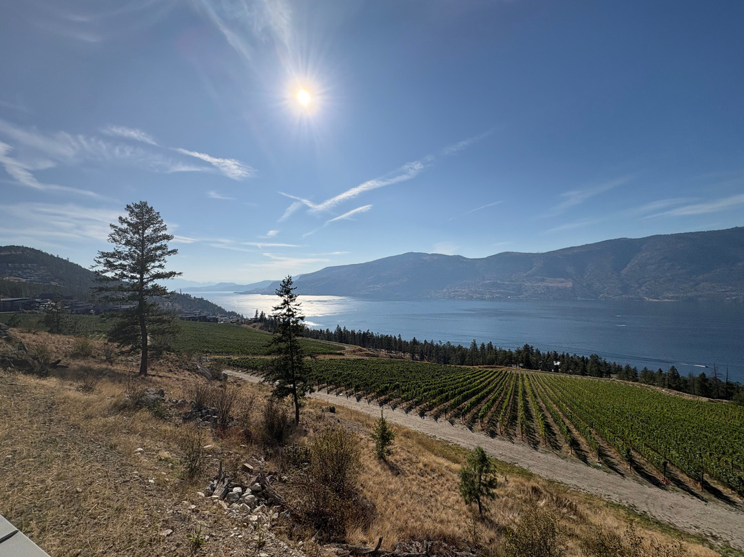 Azhadi Vineyards