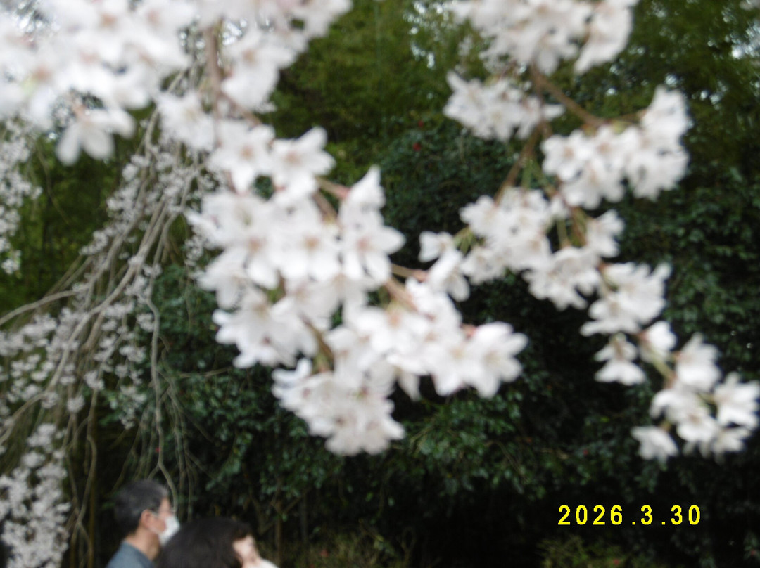 The weeping cherry tree at Tanomoshi Yakushido Temple-板仓町必去景点