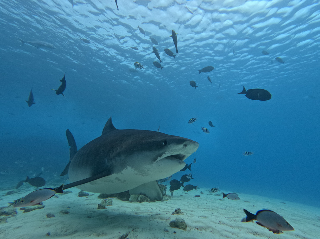 Fuvahmulah Dive School-Fuvahmulah必去景点