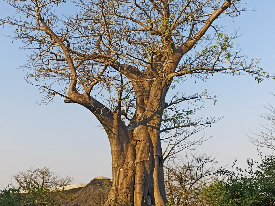 Liwonde National Park-Liwonde必去景点
