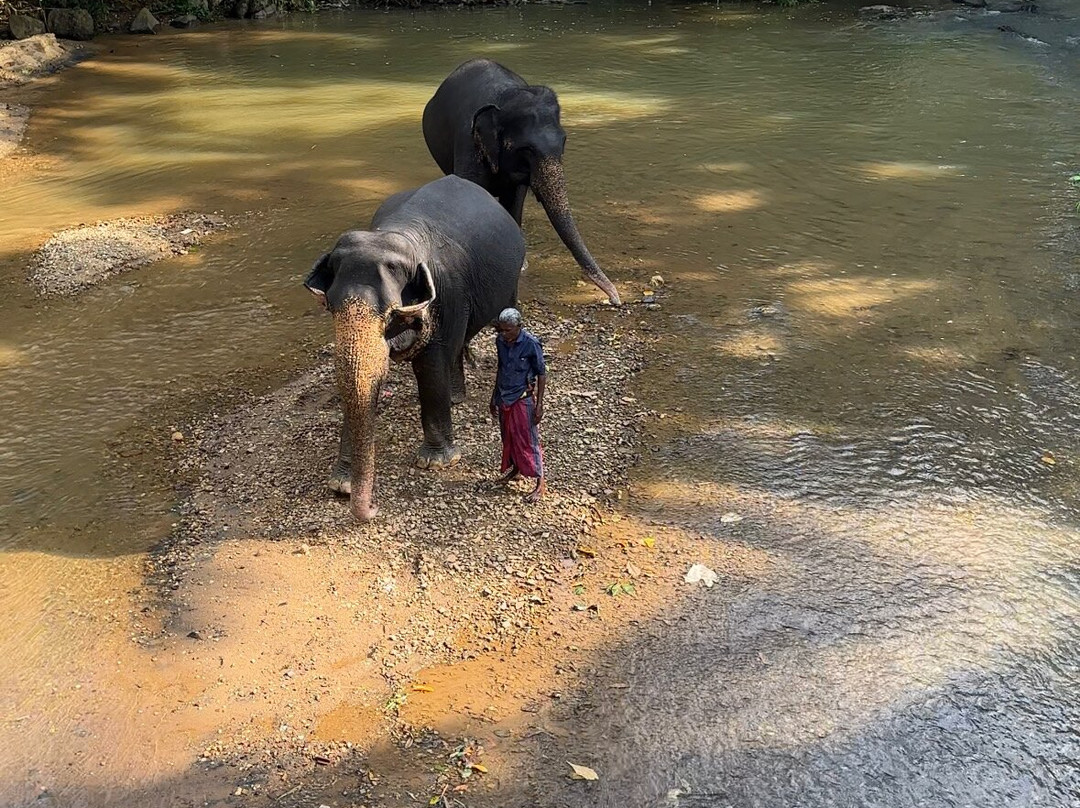 Elephant Freedom Project-凯格勒 必去景点