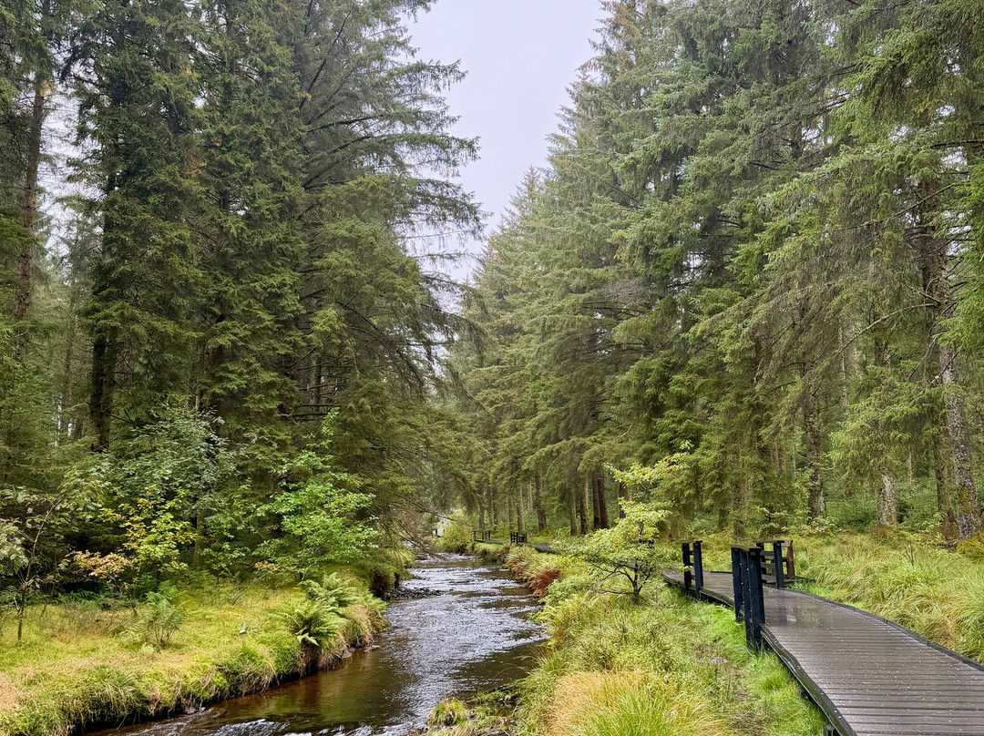 Hafren Forest