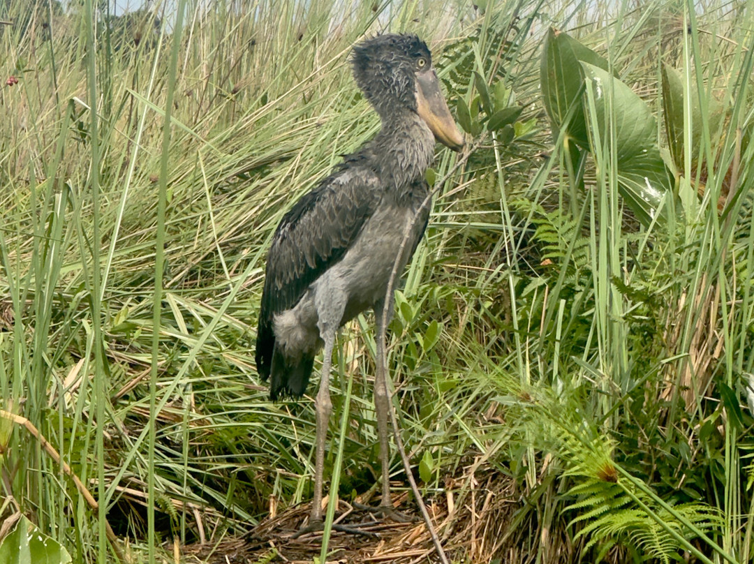 Mabamba Swamp Shoebill Bird Watching-恩德培必去景点