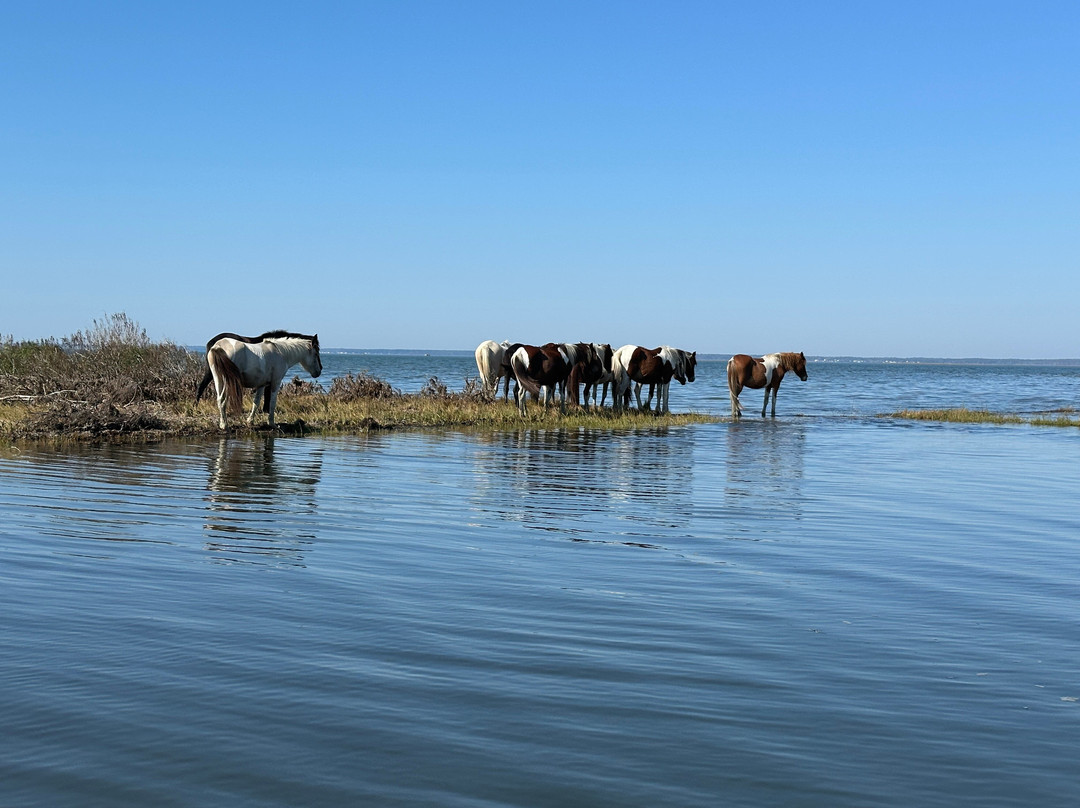Riptide Pony Tours-Chincoteague必去景点