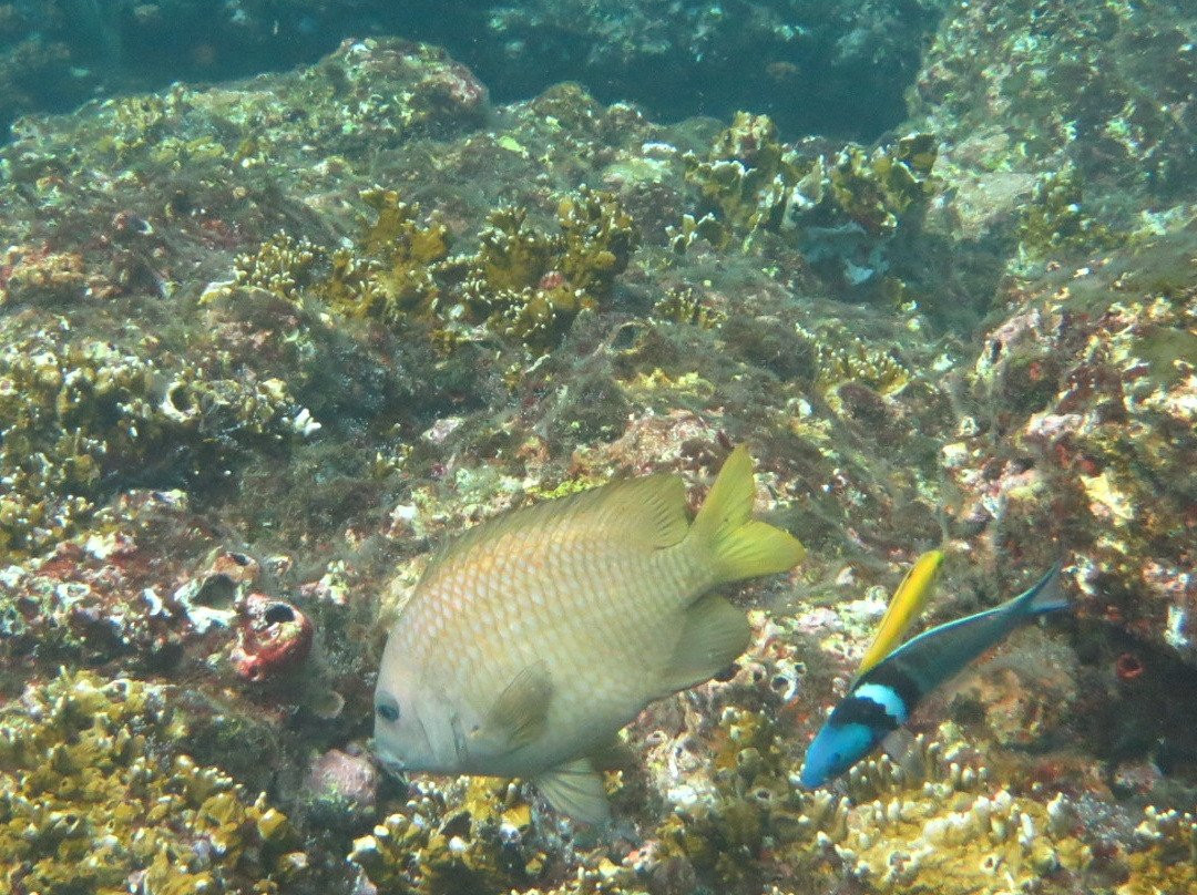 Scubatec PADI Dive Center-Chichiriviche de la Costa必去景点