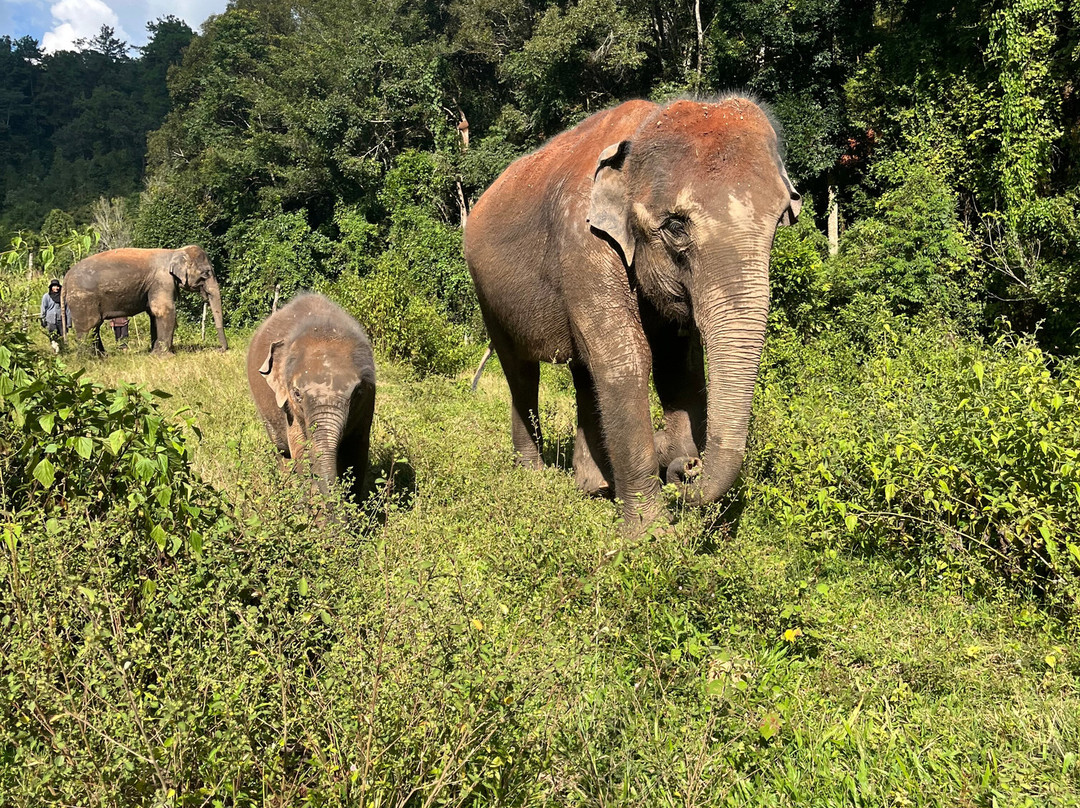 Blue Daily Elephant Care Sanctuary-清迈必去景点