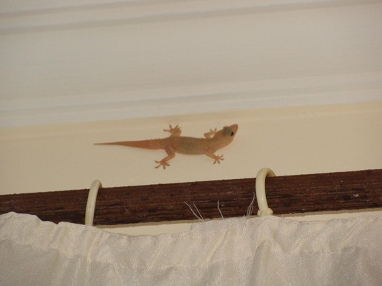 Senso The Inspiration