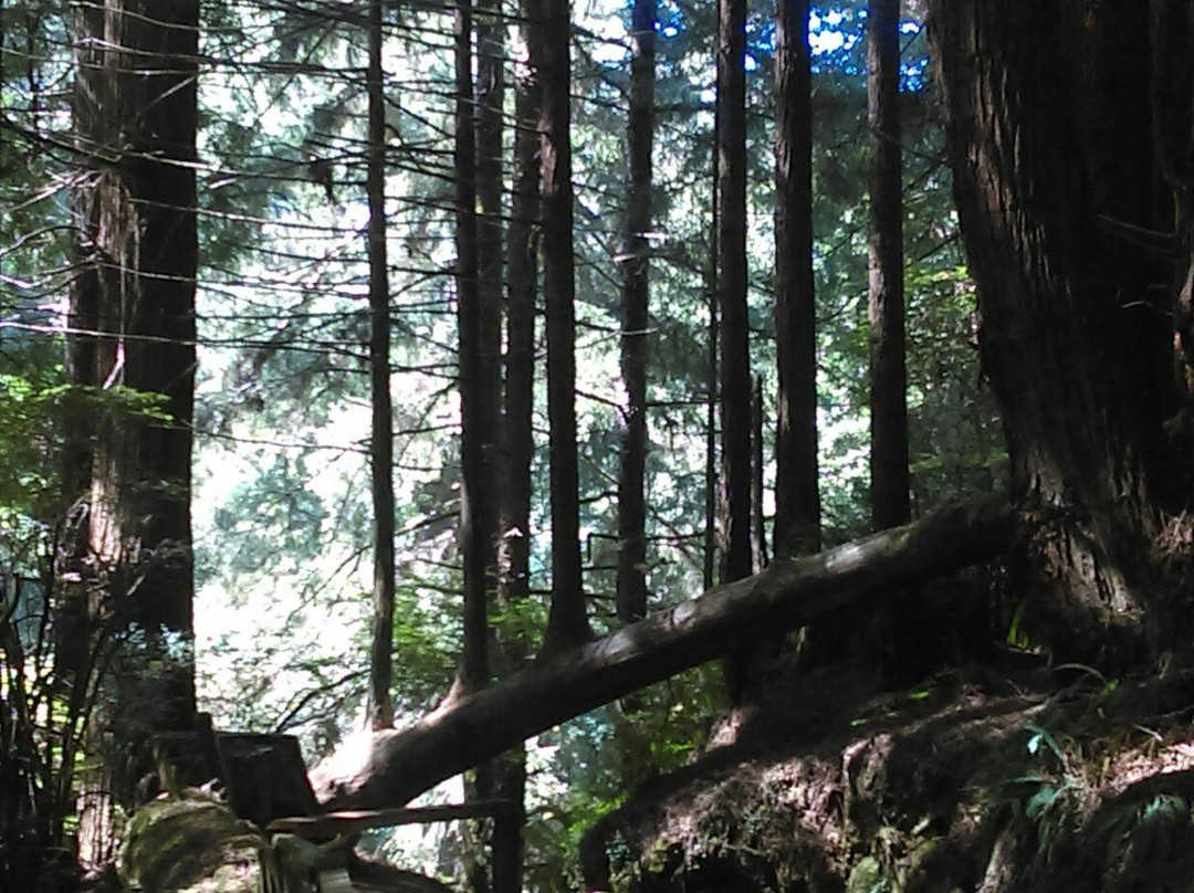 Trees of Mystery景点图片