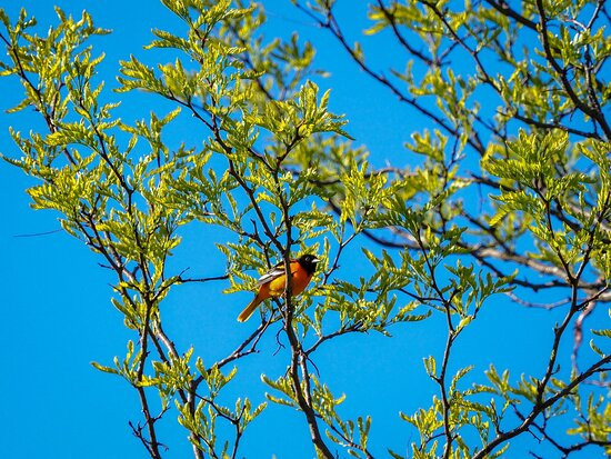 Dean Nature Sanctuary-奥克布鲁克必去景点