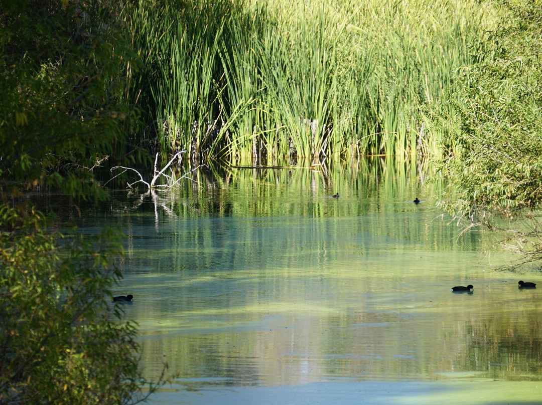 Wickenburg旅游景点-Hassayampa River Preserve