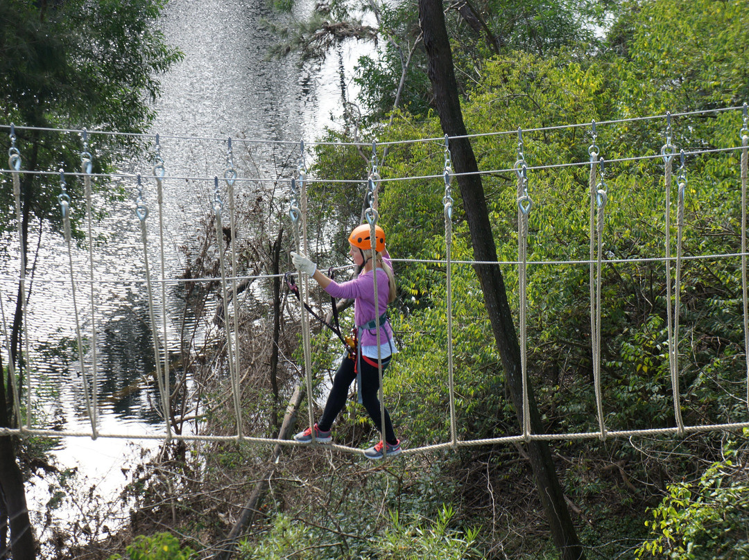 Treetops Adventure Yarramundi景点图片