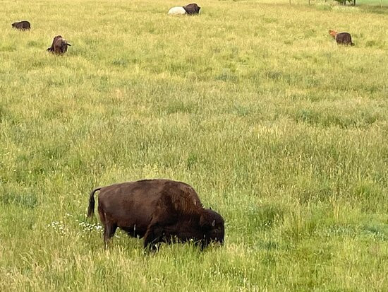 Pohl Bison Bed and Breakfast主图