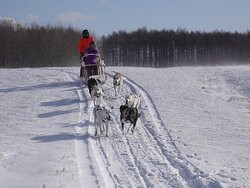 Mushing Works Dog Sledding Tours景点图片