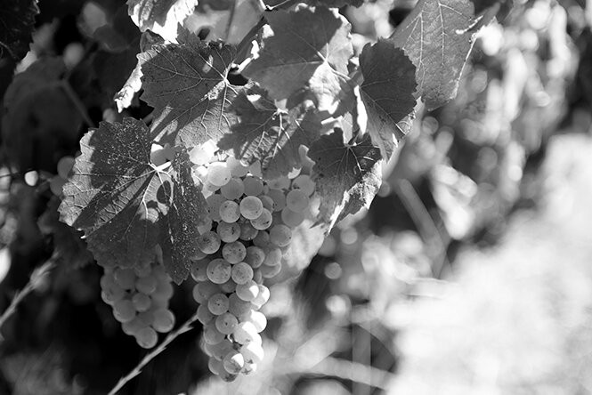 Domaine de la Creuze Noire-Leynes必去景点