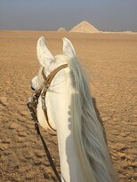 Egypt Horse Riding & Photography-开罗必去景点