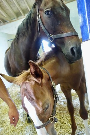 Sun Valley Farm-Versailles必去景点