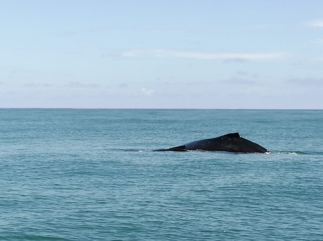 Ballena Tour Costa Rica景点图片