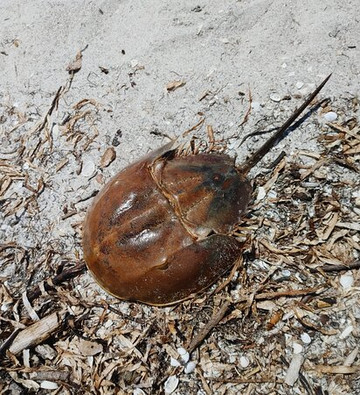 Nature Coast Excursions-Holmes Beach必去景点