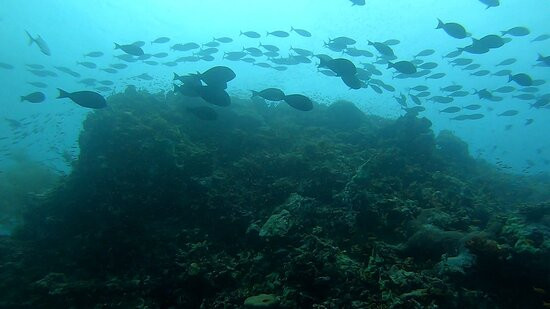 Diving Bluetribe Moofushi景点图片