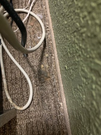 Super 8 by Wyndham Macon主图