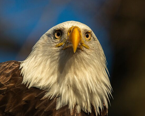 Discover the James Bald Eagle Tours-里士满必去景点