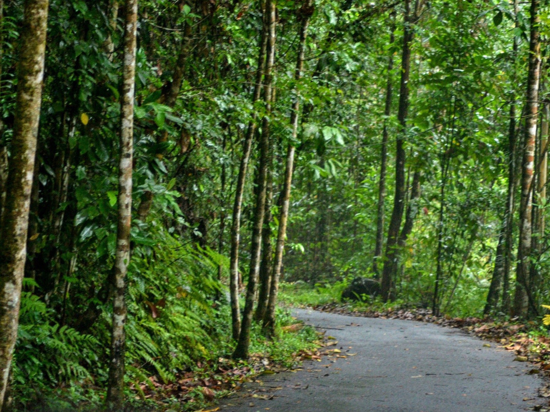 辛哈拉加森林保护区景点图片