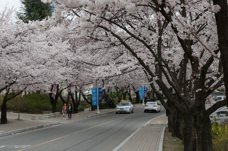 庆山市旅游景点-Yeungnam University Love Road